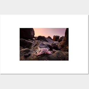 Red Starfish on Rocks Posters and Art